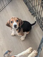 Beagle male 2, a male Beagle for sale in Las Vegas, NV – 5 of 5