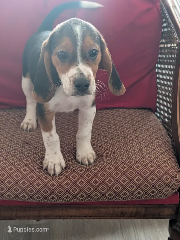 Beagle male 1 – Beagle puppy for sale in Las Vegas, NV