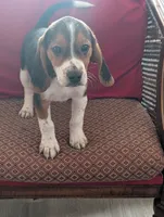 Beagle male 1, a male Beagle for sale in Las Vegas, NV – 1 of 5