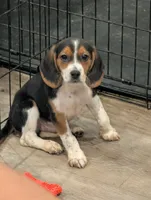 Beagle male 1, a male Beagle for sale in Las Vegas, NV – 2 of 5