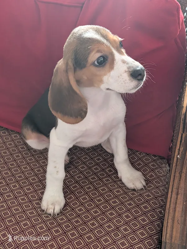 Beagle female 2 – Beagle puppy for sale in Las Vegas, NV