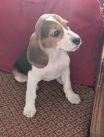 Beagle female 2, a female Beagle for sale in Las Vegas, NV – 1 of 5
