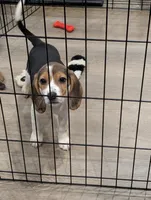 Beagle female 2, a female Beagle for sale in Las Vegas, NV – 3 of 5