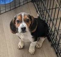 Beagle male 1, a male Beagle for sale in Las Vegas, NV – 4 of 5