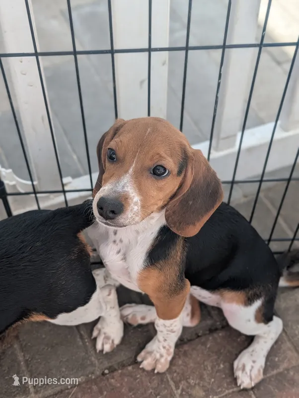 Beagle female 1 – Beagle puppy for sale in Las Vegas, NV