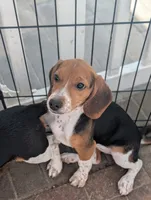 Beagle female 1, a female Beagle for sale in Las Vegas, NV – 1 of 5