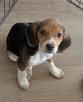 Beagle female 1, a female Beagle for sale in Las Vegas, NV – 3 of 3