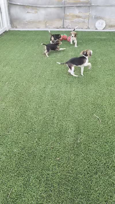Beagle male 2, a male Beagle for sale in Las Vegas, NV – 6 of 6
