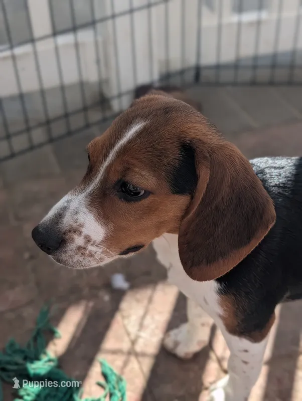 Beagle male 2 – Beagle puppy for sale in Las Vegas, NV