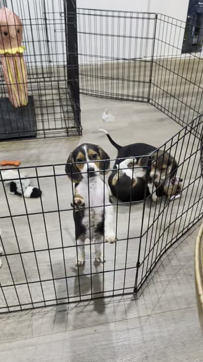 Beagle female 2, a female Beagle for sale in Las Vegas, NV – 5 of 5