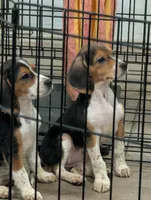 Beagle female 1, a female Beagle for sale in Las Vegas, NV – 2 of 3
