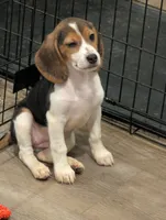 Beagle female 2, a female Beagle for sale in Las Vegas, NV – 2 of 5