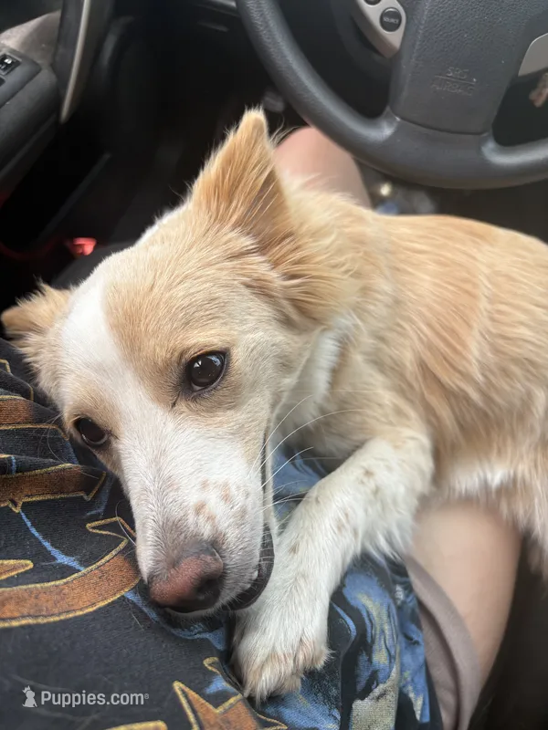 Ranger Capri – Eskipoo puppy for sale in Bloomington, IL