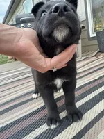 Grey! , a female German Shepherd Dog and Alaskan Husky for sale in Fort Lupton, CO – 6 of 7