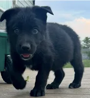 Orange! , a female German Shepherd Dog and Alaskan Husky for sale in Fort Lupton, CO – 1 of 8
