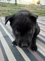 Grey! , a female German Shepherd Dog and Alaskan Husky for sale in Fort Lupton, CO – 2 of 7