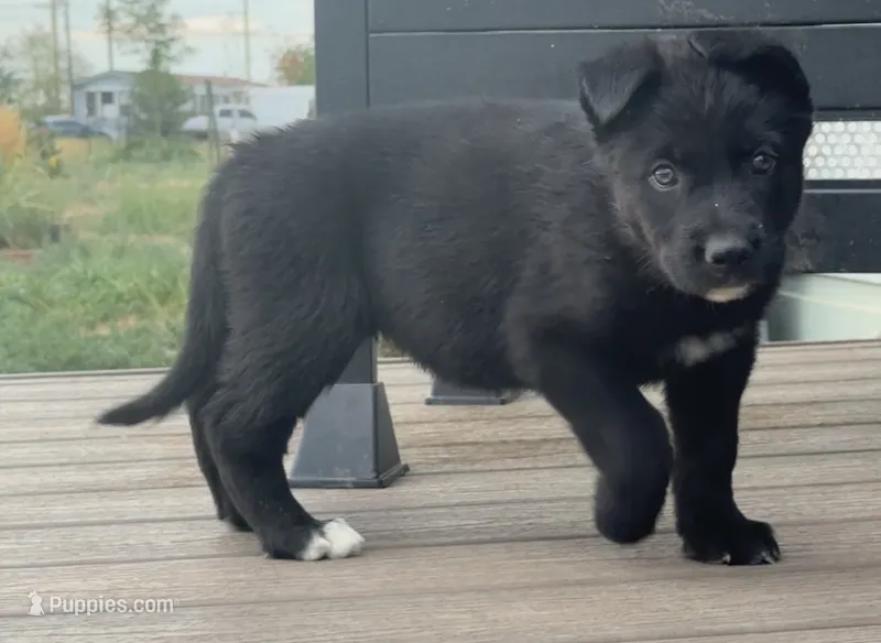 Grey!  – German Shepherd Dog, Alaskan Husky puppy for sale in Fort Lupton, CO