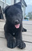 Orange! , a female German Shepherd Dog and Alaskan Husky for sale in Fort Lupton, CO – 2 of 8