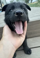 Orange! , a female German Shepherd Dog and Alaskan Husky for sale in Fort Lupton, CO – 4 of 8