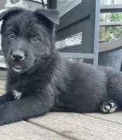 Orange! , a female German Shepherd Dog and Alaskan Husky for sale in Fort Lupton, CO – 8 of 8