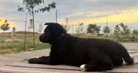 Grey! , a female German Shepherd Dog and Alaskan Husky for sale in Fort Lupton, CO – 4 of 7