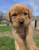 Chester, a male Labrador Retriever for sale in Los Angeles, CA – Photo 2 of 8