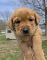 Chester, a male Labrador Retriever for sale in Los Angeles, CA – Photo 5 of 8