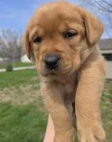 Chester, a male Labrador Retriever for sale in Los Angeles, CA – Photo 4 of 8