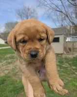 Chester, a male Labrador Retriever for sale in Los Angeles, CA – Photo 3 of 8