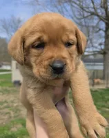 Chester, a male Labrador Retriever for sale in Los Angeles, CA – Photo 7 of 8