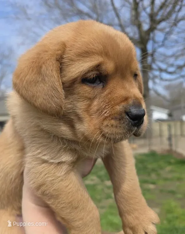 Chester, a male Labrador Retriever for sale in Los Angeles, CA – Photo 1 of 8