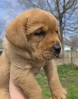 Chester, a male Labrador Retriever for sale in Los Angeles, CA – Photo 1 of 8