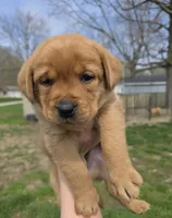 Chester, a male Labrador Retriever for sale in Los Angeles, CA – Photo 8 of 8