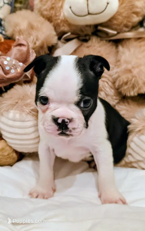 Miss Piggy.   – Boston Terrier puppy for sale in Stephenville, TX