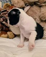 Miss Piggy.  , a female Boston Terrier for sale in Stephenville, TX – Photo 2 of 4