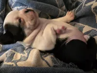 Miss Figgy Is Sold to Vanessa Marcil, Television and Movie Star, a female Boston Terrier for sale in Stephenville, TX – Photo 5 of 7