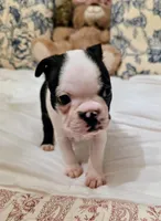 Miss Piggy.  , a female Boston Terrier for sale in Stephenville, TX – Photo 3 of 4