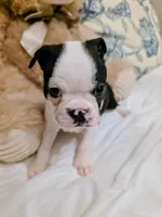 Miss Piggy.  , a female Boston Terrier for sale in Stephenville, TX – Photo 4 of 4