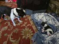 Miss Haggarty is on Hold to be picked up on April 2nd., a female Boston Terrier for sale in Stephenville, TX – Photo 5 of 7