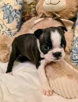 Miss Haggarty, a female Boston Terrier for sale in Stephenville, TX – Photo 2 of 3