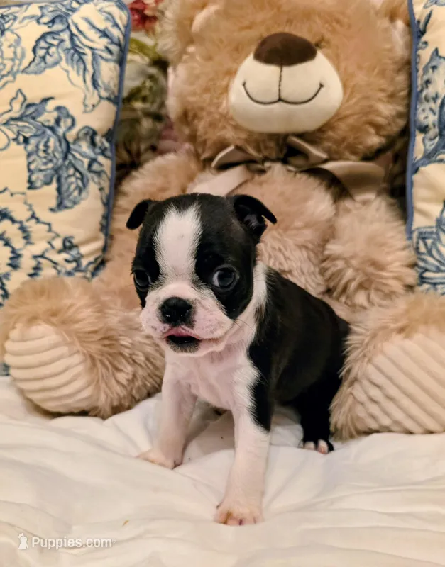 Miss Haggarty – Boston Terrier puppy for sale in Stephenville, TX