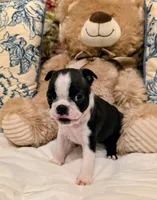 Miss Haggarty, a female Boston Terrier for sale in Stephenville, TX – Photo 1 of 3