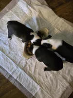 Miss Haggarty is on Hold to be picked up on April 2nd., a female Boston Terrier for sale in Stephenville, TX – Photo 6 of 7