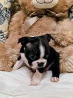 Little Bit, a female Boston Terrier for sale in Stephenville, TX – Photo 2 of 4