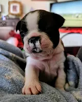 Little Bit, a female Boston Terrier for sale in Stephenville, TX – Photo 4 of 4