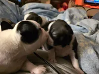 Little Bit is Currently on Hold with Deposit, a female Boston Terrier for sale in Stephenville, TX – Photo 7 of 8