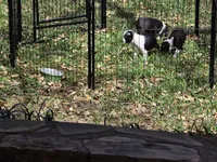 Little Bit is Currently on Hold with Deposit, a female Boston Terrier for sale in Stephenville, TX – Photo 8 of 8