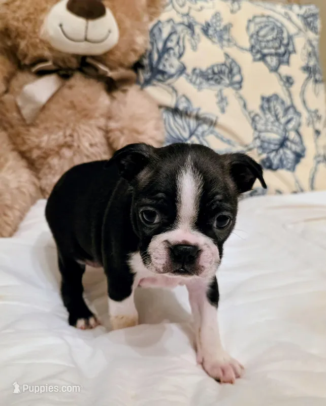 Little Bit – Boston Terrier puppy for sale in Stephenville, TX