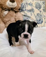 Little Bit, a female Boston Terrier for sale in Stephenville, TX – Photo 1 of 4
