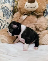 Little Bit, a female Boston Terrier for sale in Stephenville, TX – Photo 3 of 4